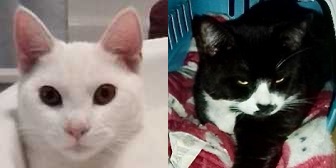 JoJo & Milo from Cat and Kitten Rescue, homed through Cat Chat
