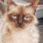 Misty, from Silk Cat Rescue, Macclesfield, homed through Cat Chat