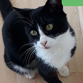 Oliver from New Beginnings Cat Rehoming, homed through Cat Chat