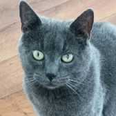 Puma, from Whinnybank Cat Sanctuary, Newburgh, homed through Cat Chat
