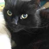 Teddy, from Lancashire Paws, Bolton, homed through Cat Chat