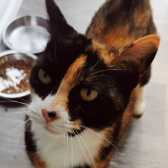 Abbie, from Furry Tails Feline Welfare, Blackpool, homed through Cat Chat
