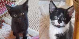 Magic & Ollie, from Caring Animal Rescue, Stafford, homed through Cat Chat