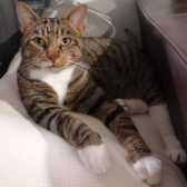Marley, from Mitzi’s Kitty Corner, Totnes, homed through Cat Chat