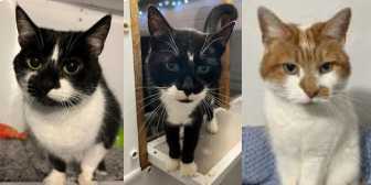 Martha, Bubbles and Jeff, from Maesteg Animal Welfare Society, Bridgend, homed through Cat Chat