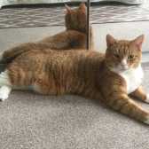 O'Malley, from Cats Protection South East Kent, Folkestone homed through Cat Chat