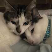 Prince & Maisie, from Whinnybank Cat Sanctuary, Newburgh, homed through Cat Chat