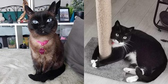Tommy & Queenie from Toe Beans Cat Rescue, homed through Cat Chat