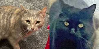 Rita & Scarlet, from Ryedale & Scarborough Cats Welfare, Scarborough, homed through Cat Chat