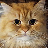 Roger from Strawberry Persian Pedigree Cat Rescue, West Midlands, homed through Cat Chat