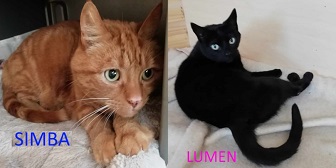 Simba & Lumen from Whinnybank Cat Sanctuary, homed through Cat Chat