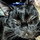 White Whisker from Cat Watch Rescue, homed through Cat Chat