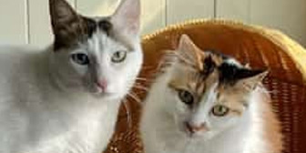 Arya & Lucy from Bushy Tails Cat Rescue, Bushey, homed through Cat Chat