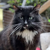 Ferguson, from Bushy Tails Cat Aid, Watford homed through Cat Chat