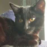 Freya, from Doncaster South Branch  Cat Action Trust 1977, homed through Cat Chat