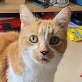 Honey, from Little Cottage Rescue, Luton, homed through Cat Chat