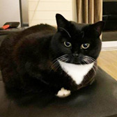 Poppy from CRG Animal Rescue, Leicester, homed through Cat Chat