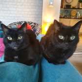Amber & Sunshine, from Lancashire Paws Cat Rescue, Bolton, homed through Cat Chat
