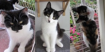 Beth, Jay, June from Ann & Bill's Cat Rescue, homed through Cat Chat