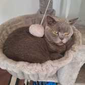 Luna, Jasmine & Willow, from Aylesbury Cat Rescue, Buckinghamshire, homed through Cat Chat