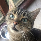 Princess Penelope from Mitzi's Kitty Corner, homed through Cat Chat