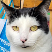 Charlie from Little Cottage Rescue, homed through Cat Chat