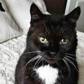 Cookie from Mitzi's Kitty Corner, homed through Cat Chat