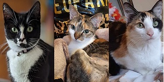 Maisie, Daisy & Gizmo from Feline Network Cat Rescue, homed through Cat Chat