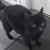 Shadow from Stour Valley Cat Rescue, homed through Cat Chat