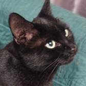 Thelma, from Cats Better East London, homed through Cat Chat