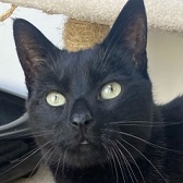 Benjy, from Mitzi's Kitty Corner, Totnes, homed through Cat Chat