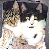 Bonnie & Clyde from Maesteg Animal Welfare Society, homed through Cat Chat