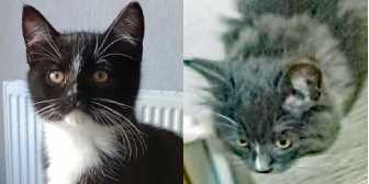 Charlie & Blue Scout, from Ryedale and Scarborough Cat Welfare, Scarborough, homed through Cat Chat