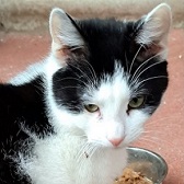 Dave from Maesteg Animal Welfare Society, Bridgend, homed through Cat Chat