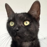 Prince Kevin from Here for Cats, homed through Cat Chat