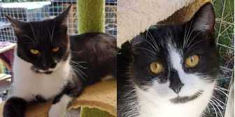 Kier & Stripe, from Maesteg Animal Welfare Society, Bridgend, homed through Cat Chat