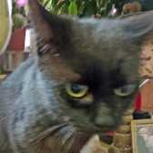 Luna, from Ryedale & Scarborough Cat Welfare, Scarborough homed through Cat Chat