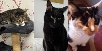 Mario, Luigi & Chloe, from Caring Animal Rescue, Stafford, homed through Cat Chat
