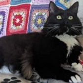 Moshi Marshall from Bart's Legacy Cat Rescue, homed through Cat Chat
