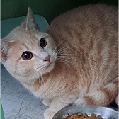 Reggie from Maesteg Animal Welfare Society, Bridgend, homed through Cat Chat