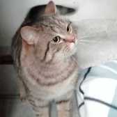 Rusty, from Whinnybank Cat Sanctuary, Newburgh, homed through Cat Chat