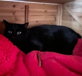 Sooty from Feline Network Cat Rescue, Paignton, homed through Cat Chat