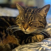 Tiger from Caring Animal Rescue, Stafford, homed through Cat Chat