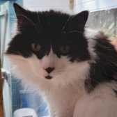 Tilly, from Burton upon Maesteg Animal Welfare Society, Bridgend, homed through Cat Chat