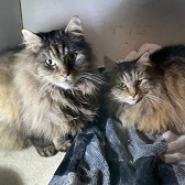 Wolfy & Ringo from  Whinnybank Cat Sanctuary, homed through Cat Chat