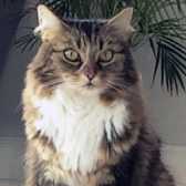 Bella, from Cats Protection Chiltern, Aylesbury, homed through Cat Chat