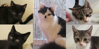 Kittens, from Ann & Bill’s Cat & Kitten Rescue, Hornchurch, homed through Cat Chat