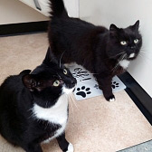 Harry & Harvey, from Jack’s Cat Rescue, Louth, homed through Cat Chat
