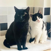 Lazarus & Feral Mark from Cat's Guidance Rescue, homed through Cat Chat
