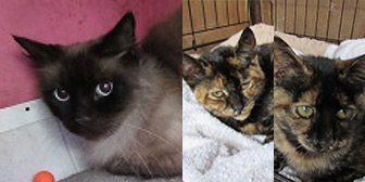 Milo, Kate & Kim from Ann & Bill's Cat Rescue, Hornchurch, homed through Cat Chat
